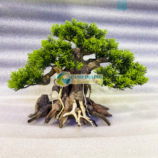 Cây lũa bon sai trang trí hồ cá