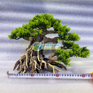 Cây lũa bon sai trang trí hồ cá