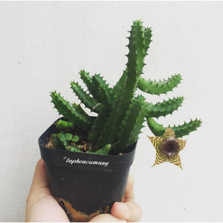 Cây sao biển hoa Vàng vằn (huernia zebrina)