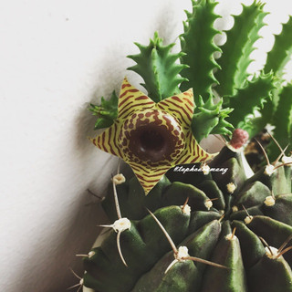 Cây sao biển hoa Vàng vằn (huernia zebrina)