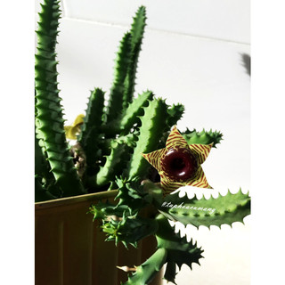 Cây sao biển hoa Vàng vằn (huernia zebrina)