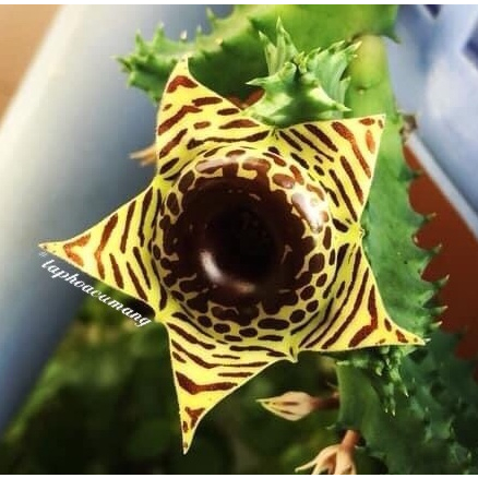 Cây sao biển hoa Vàng vằn (huernia zebrina)