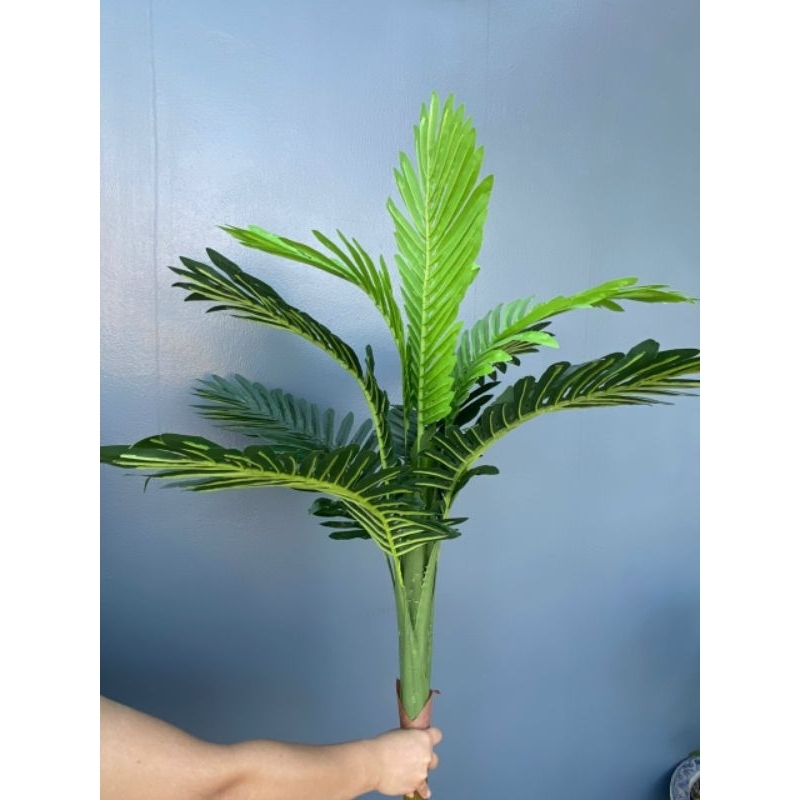 Cây Dừa Cao 1m
