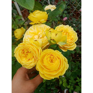 Hoa hồng thân gỗ Catalina rose màu vàng chanh tuyệt đẹp-Hoangoaimelinh