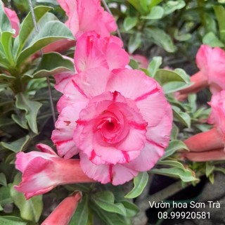 (VHST - GIAO TP.HCM 1-5H) Cây HOA SỨ Thái, đang hoa.