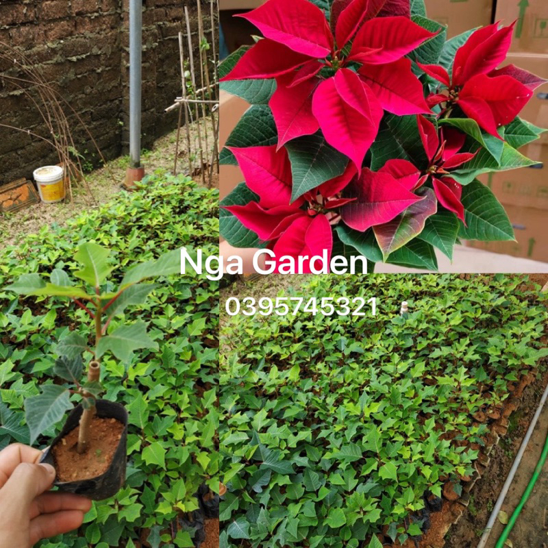 2 cây hoa trạng nguyên đỏ giống nhỏ y hình