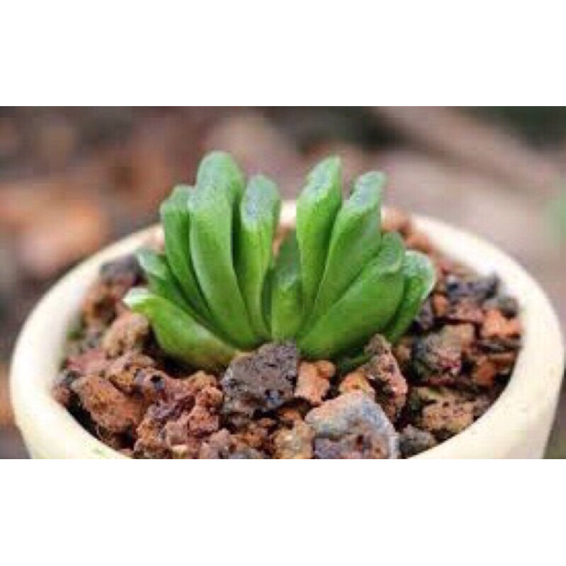 Xỉ than sạch túi 5kg