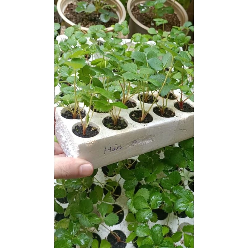 Combo vỉ 10 cây giống Dâu tây 🍓 HÀN LAI siêu trái