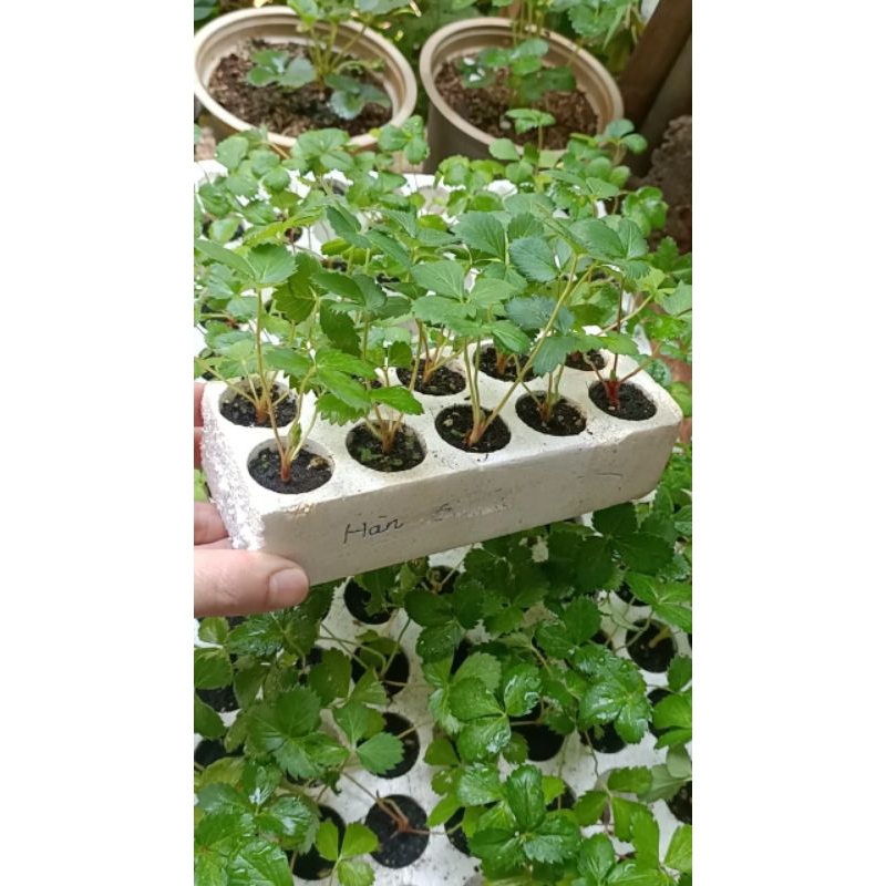 Combo vỉ 10 cây giống Dâu tây 🍓 HÀN LAI siêu trái