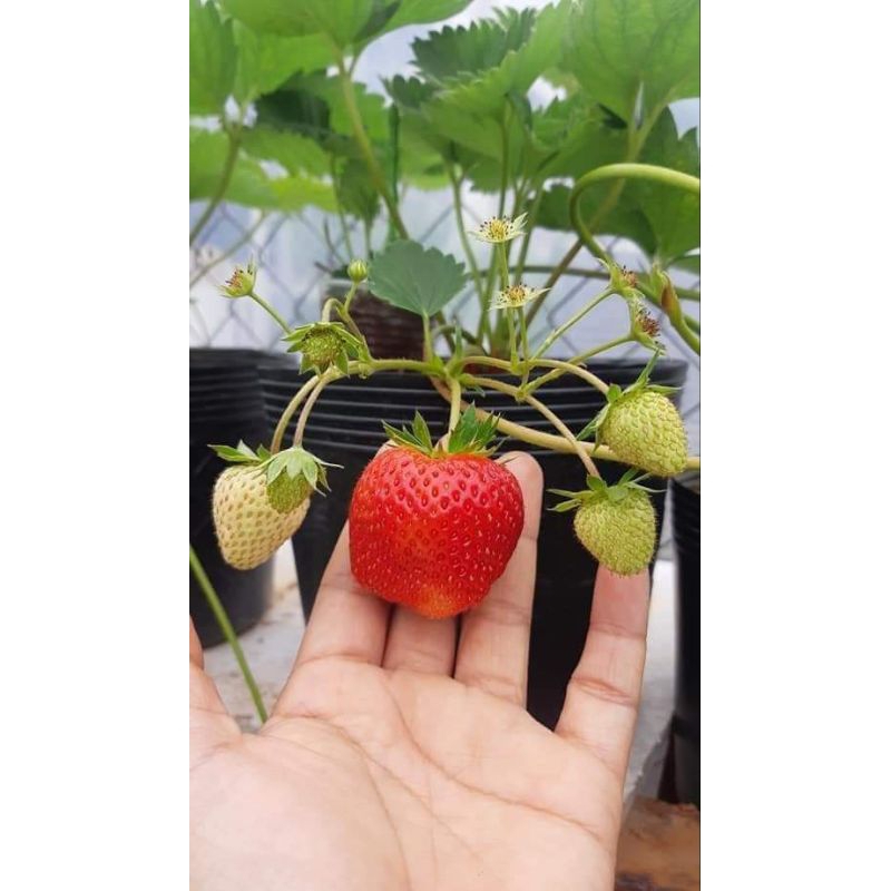 Combo vỉ 10 cây giống Dâu tây 🍓 HÀN LAI siêu trái