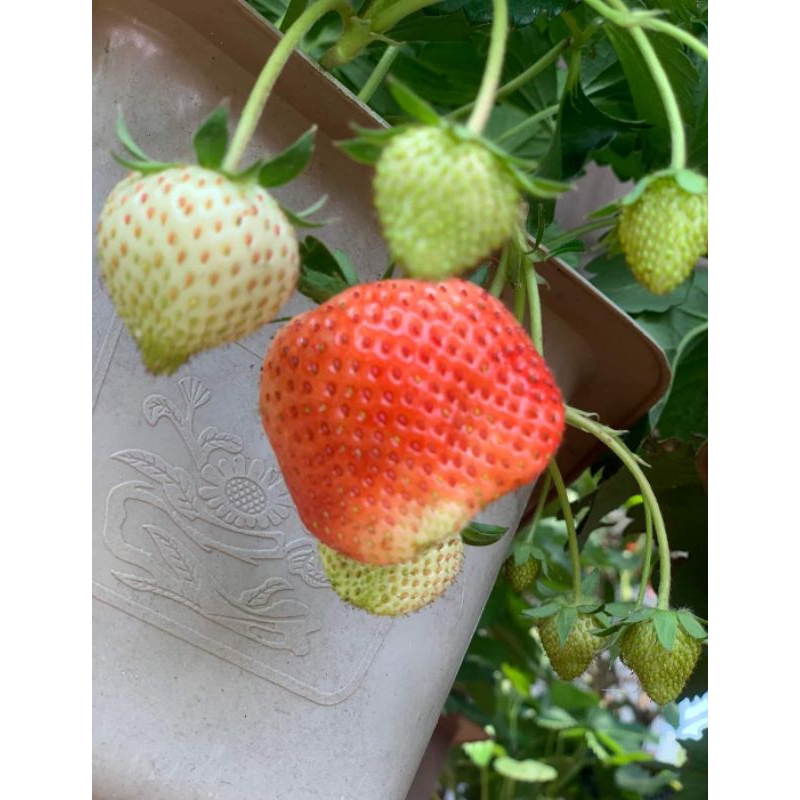 Combo vỉ 10 cây giống Dâu tây 🍓 HÀN LAI siêu trái