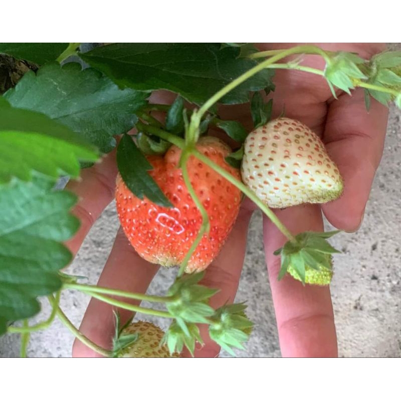 Combo vỉ 10 cây giống Dâu tây 🍓 HÀN LAI siêu trái