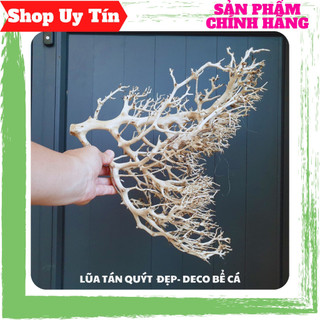Lũa xương chùm, tán quýt, tán đẹp, dùng setup tán cây bonsai, hồ cá thuỷ sinh