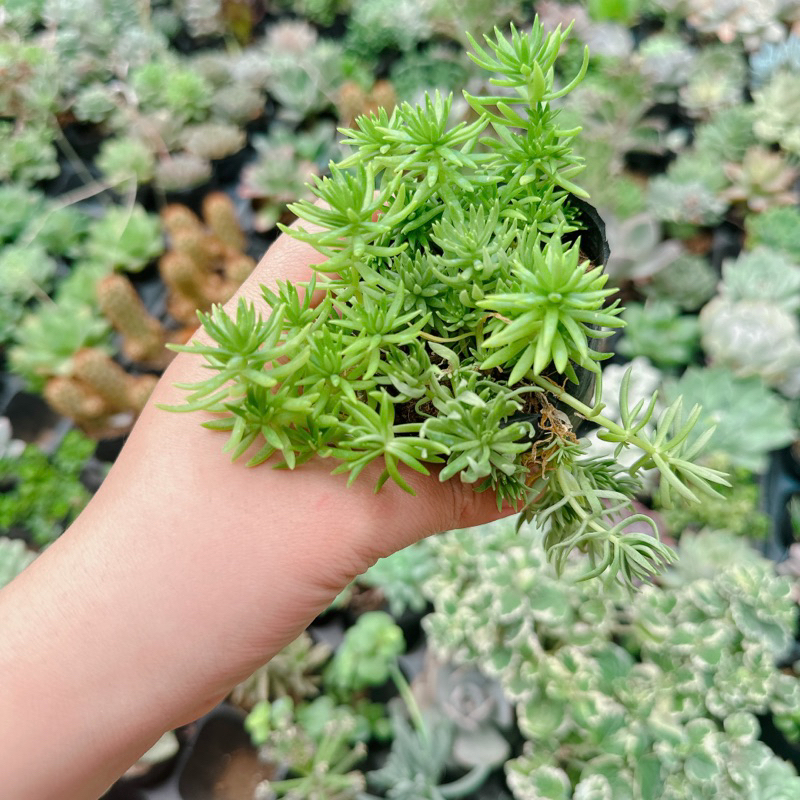 Sen đá sedum xanh size bầu