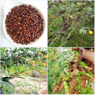 Hạt giống đậu săng - dễ trong, phat trien mạnh.