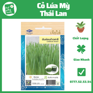 Hạt giống cỏ lúa mỳ thái lan