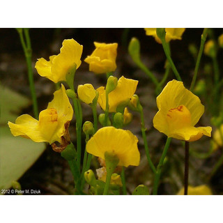 cỏ giấy gibba, utricularia gibba