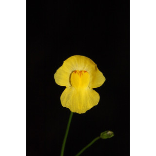 Cỏ giấy gibba, utricularia gibba