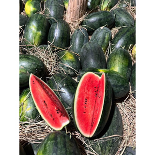 SHIP HOA TỐC DƯA HẤU SÀI GÒN ĐỎ NGỌT