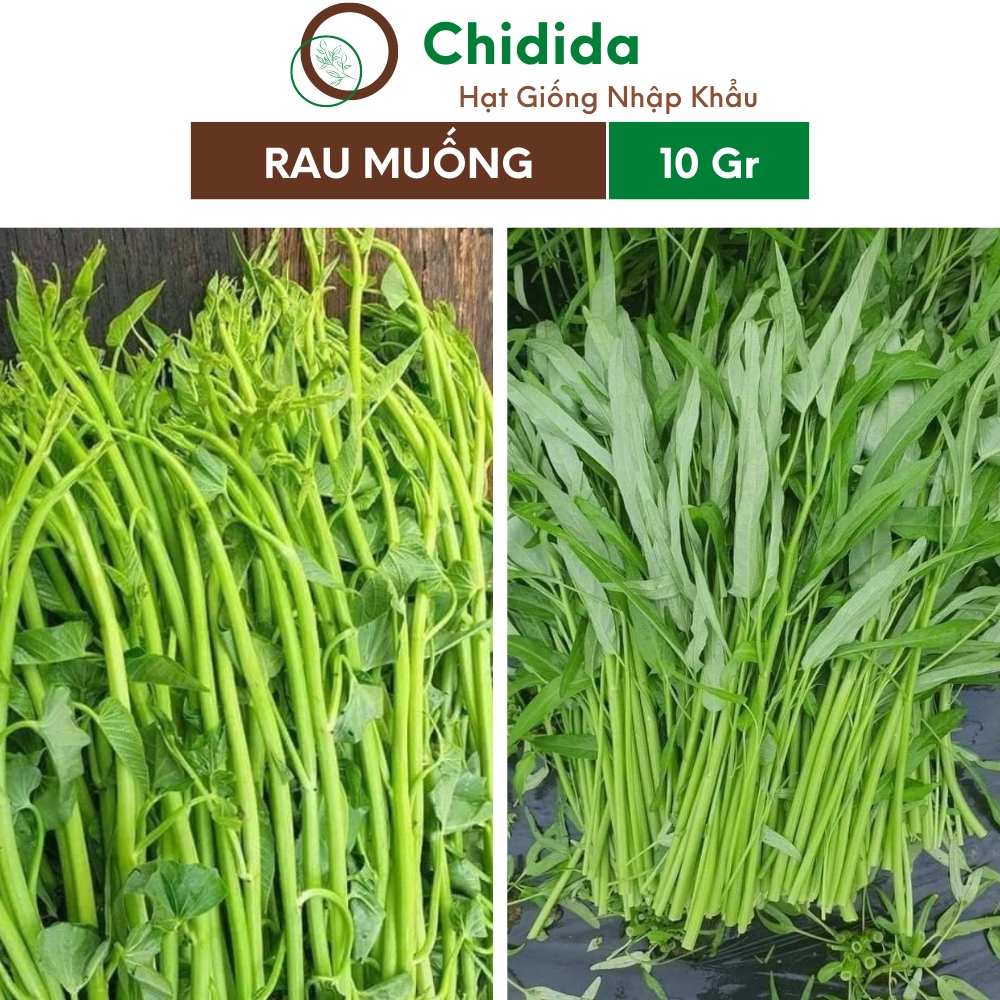 Hạt giống rau muống Chidida giống rau muống siêu ngọn và lá tre Thái Lan gói 10g dễ trồng kháng bệnh tốt