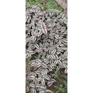 Thài lài tía