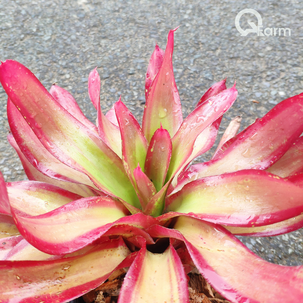 Dứa màu Nam Mỹ Neoregelia Shelldance