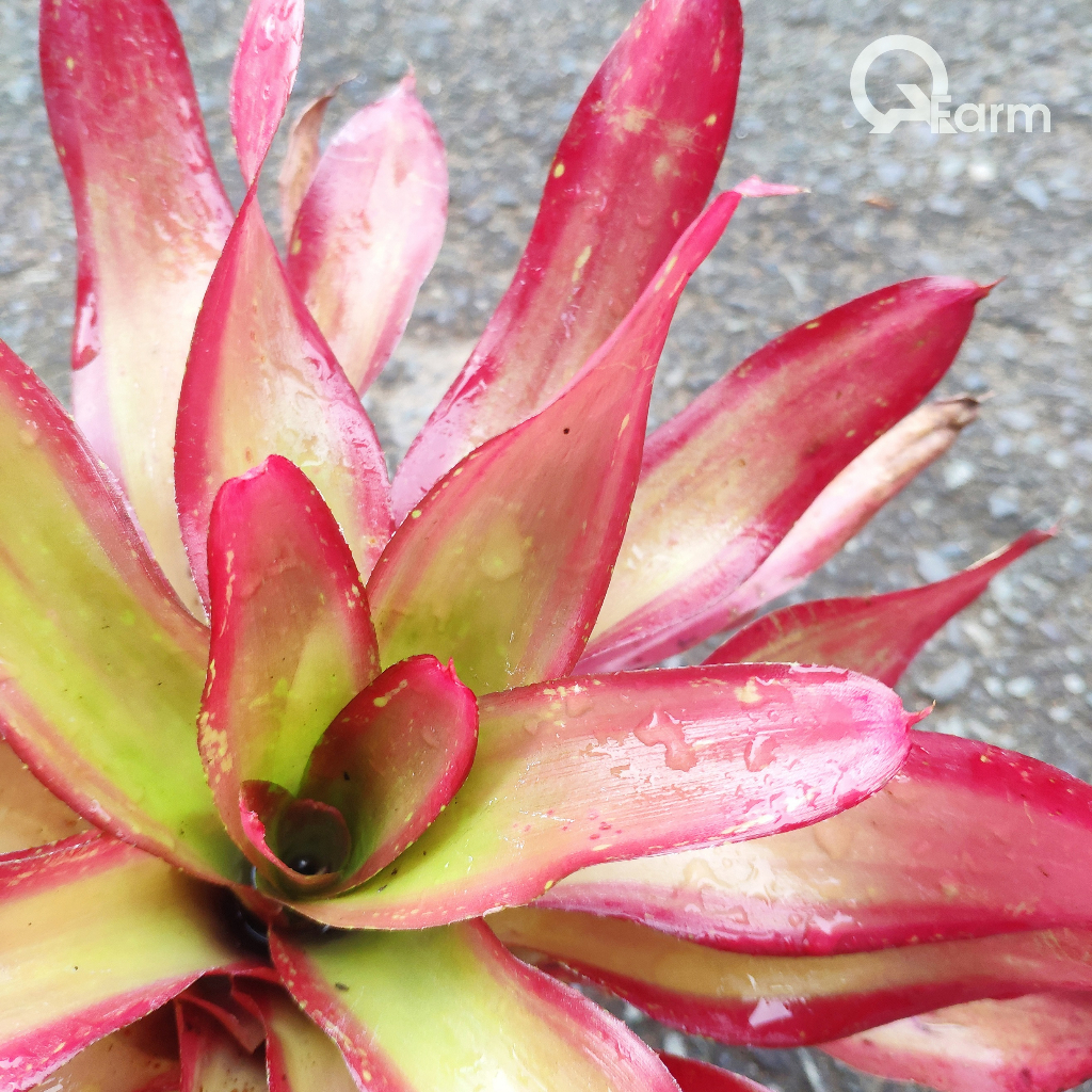 Dứa màu Nam Mỹ Neoregelia Shelldance