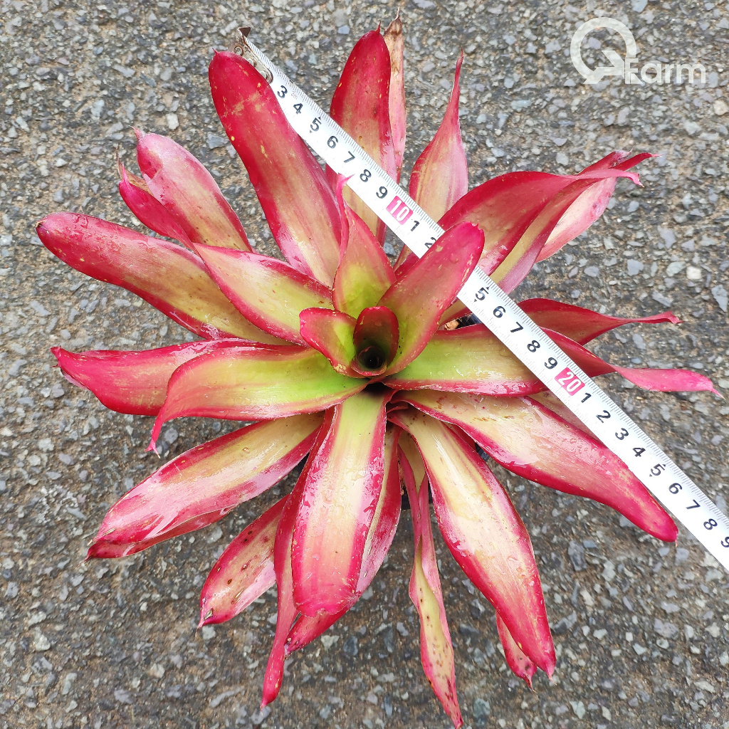 Dứa màu Nam Mỹ Neoregelia Shelldance