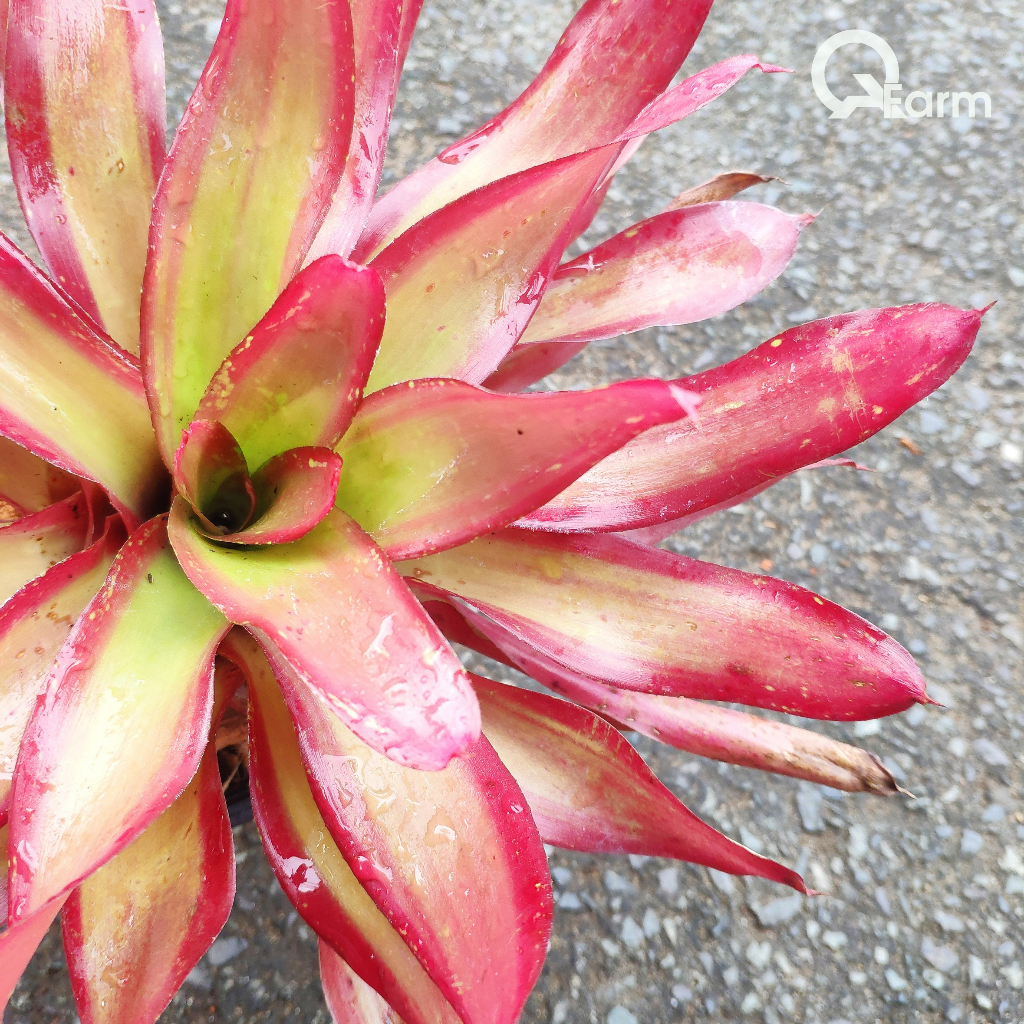 Dứa màu Nam Mỹ Neoregelia Shelldance