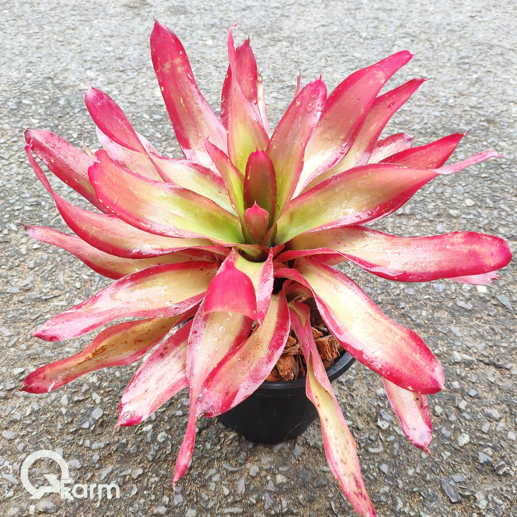 Dứa màu Nam Mỹ Neoregelia Shelldance