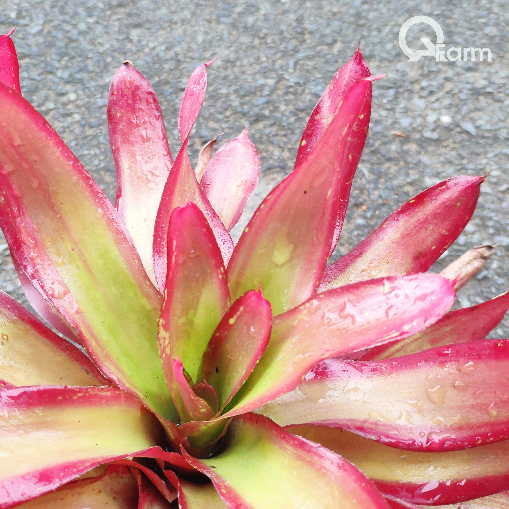 Dứa màu Nam Mỹ Neoregelia Shelldance