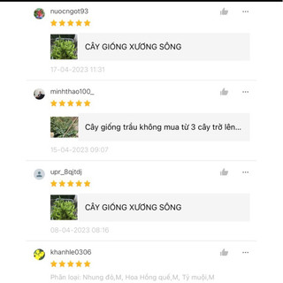 5 tặng 2/Lá Trầu Quế Tươi 100% đặt hàng mới hái ( trầu quế lá nhỏ , dày)
