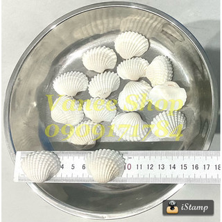 Vỏ sò trắng 100gr