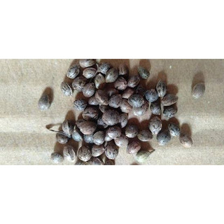 50g Hạt giống cây lanh vải
