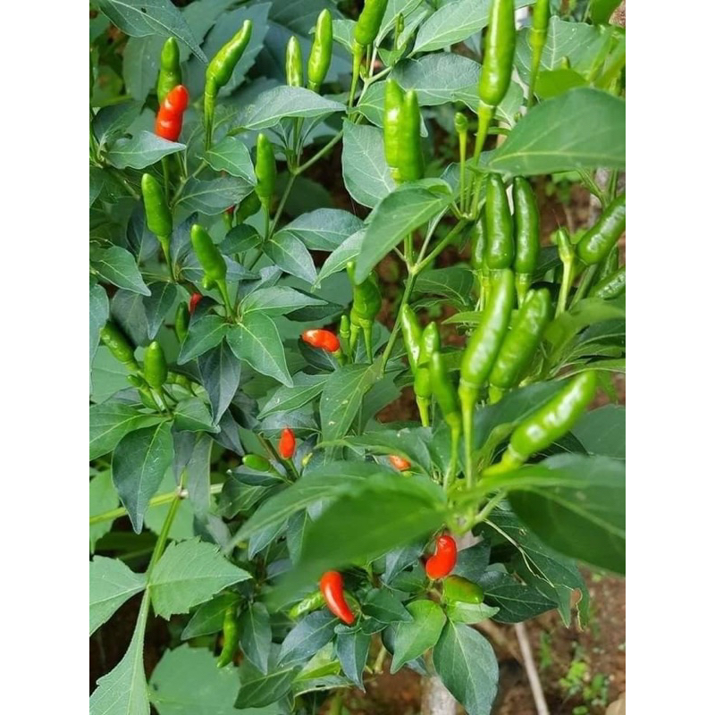 ATONIK 1.8 SL chai 100ml giúp hoa kiểng , cây ăn trái , rau màu phát triển tươi tốt