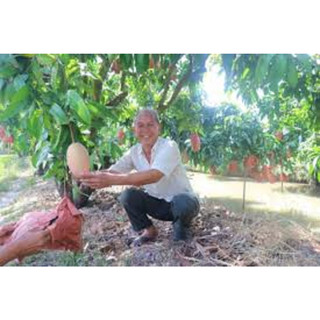 Cấy giống Xoài LÊ HỒNG
