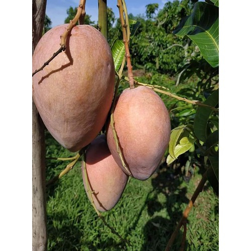 Cấy giống Xoài LÊ HỒNG