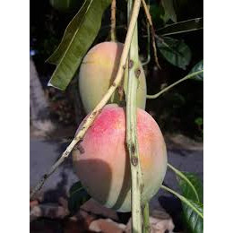 Cấy giống Xoài LÊ HỒNG