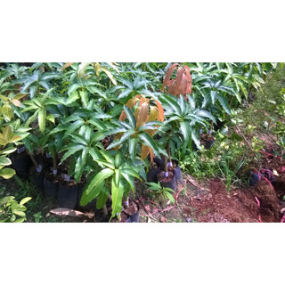 Cấy giống Xoài LÊ HỒNG
