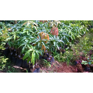Cấy giống Xoài LÊ HỒNG