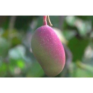 Cấy giống Xoài LÊ HỒNG