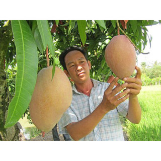 Cấy giống Xoài LÊ HỒNG