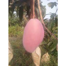 Cấy giống Xoài LÊ HỒNG
