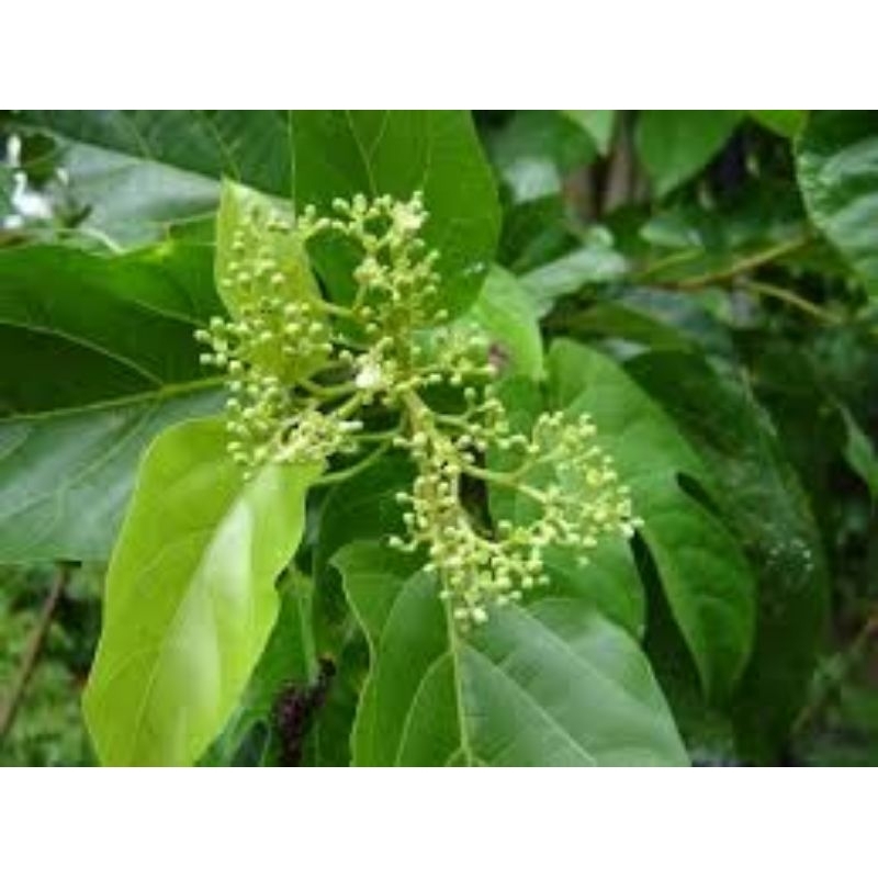 1kg thân cành cây cách  khô