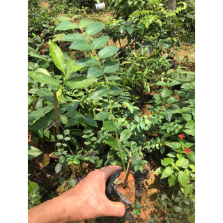 Giống tường vy Hồng ( mua 5 tặng 1)