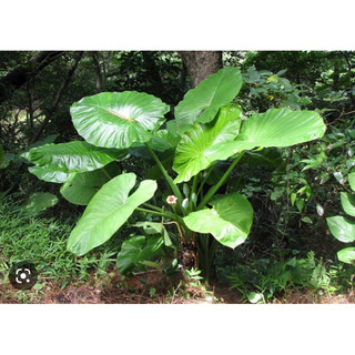 cây ráy voi làm cảnh(bạc hà núi)