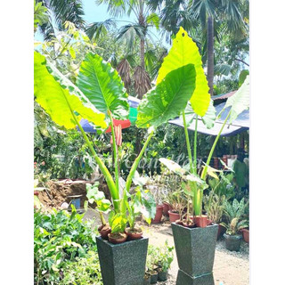 cây ráy voi làm cảnh(bạc hà núi)