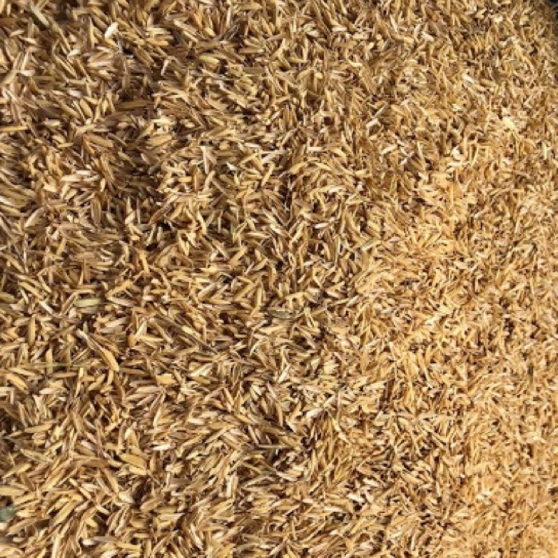 trấu sống 500gr