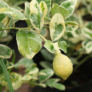 cây CHANH CẨM THẠCH ( cây ghép, chuẩn giống)
