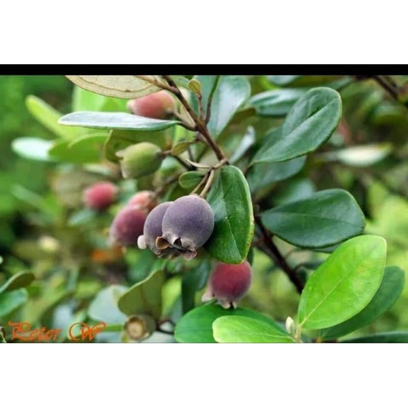 ☑️1kg Sim khô ngâm rịu